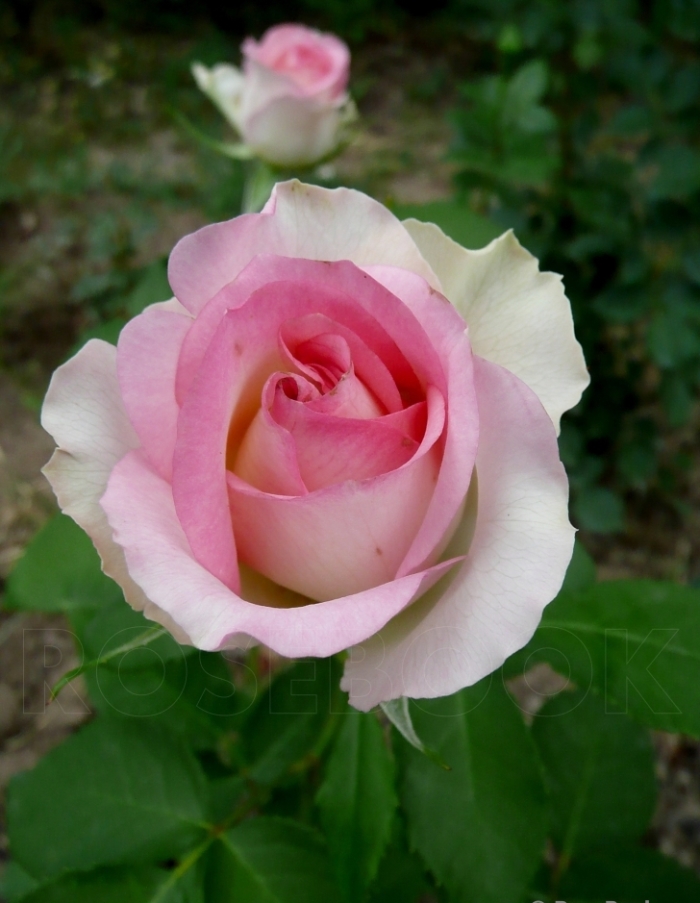 Роза чайно-гибридная Малибу 1 шт
